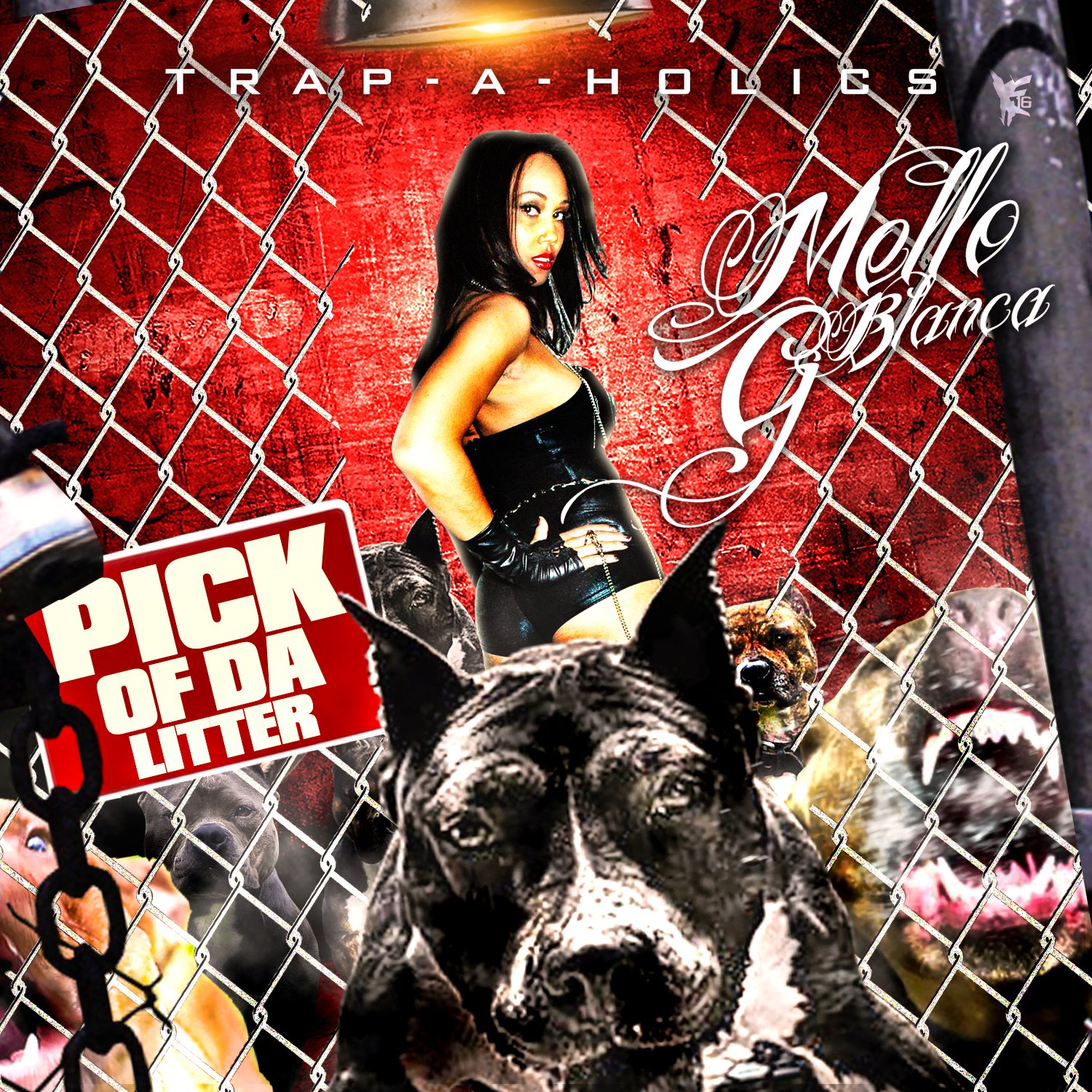 Cartier Kitten Pictures