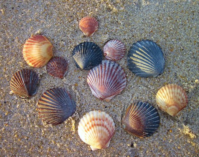 Bay Scallops' Colorful Complexion | Nature on the Edge of ...