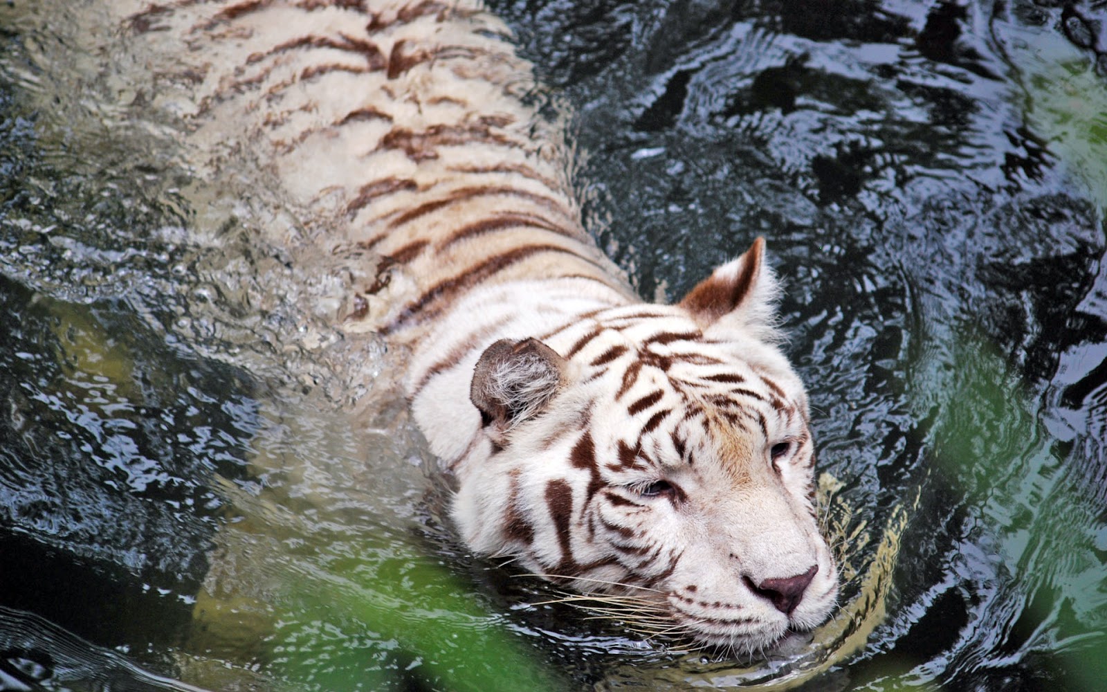 Imagenes Bonitas De Paisajes Naturales Con Animales | banco de im 225 genes para ver disfrutar y compartir Imagenes Bonitas De Paisajes Naturales Con Animales | banco de im 225 genes para ver disfrutar y compartir