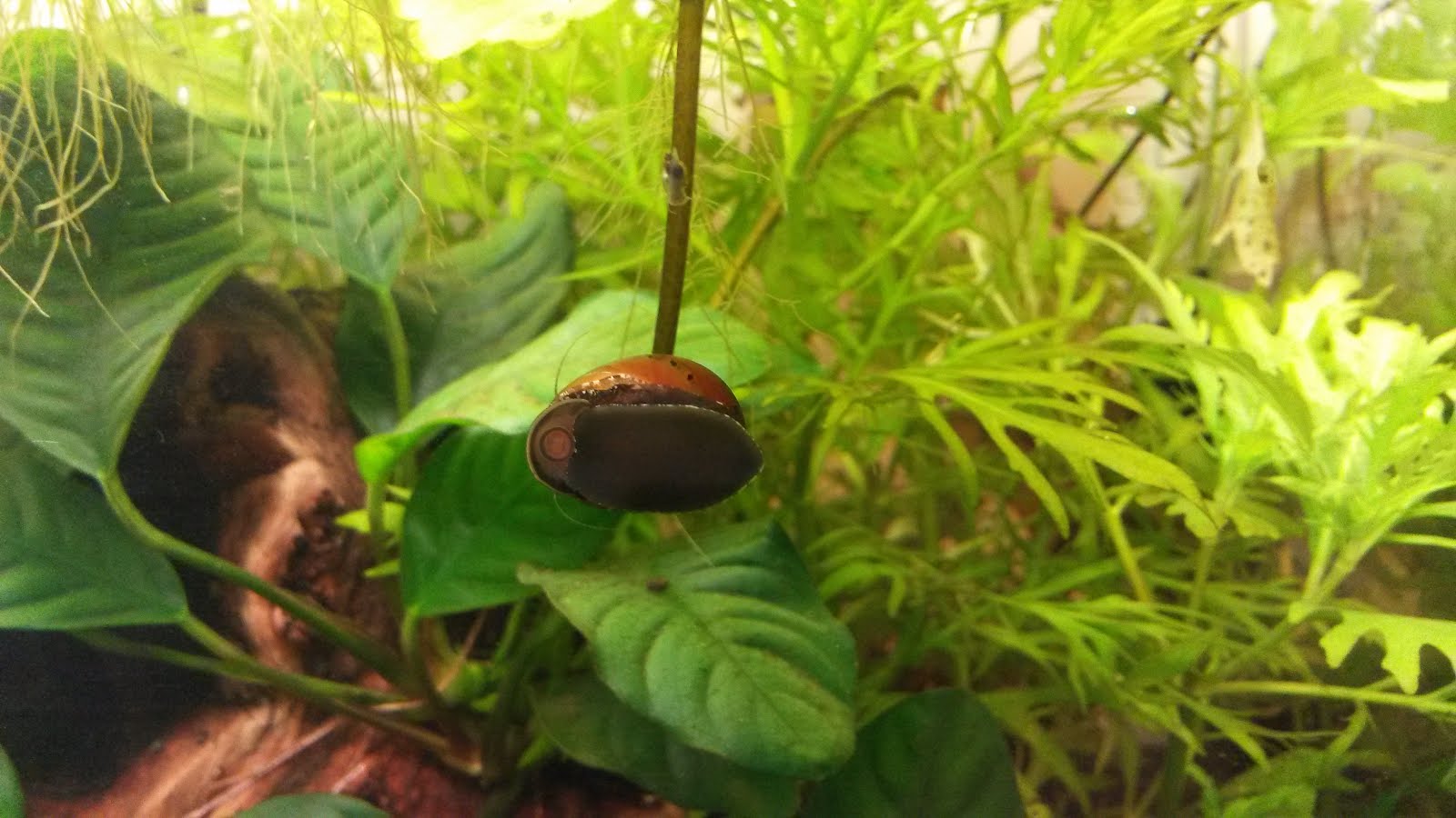 bugs part i aquatic