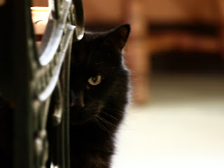 black cat pictures