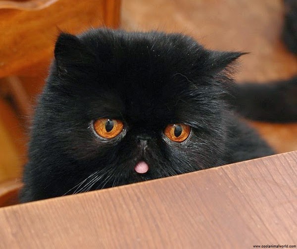 Photo chat noir