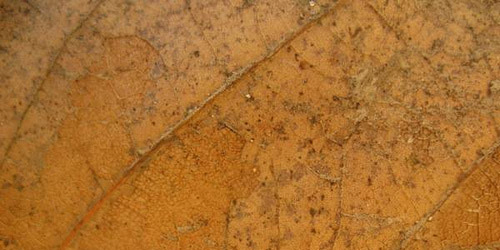 15+ Free Leaf Green Brown Textures Download