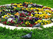 #3 Fantastic Flowers Garden Wallpapers