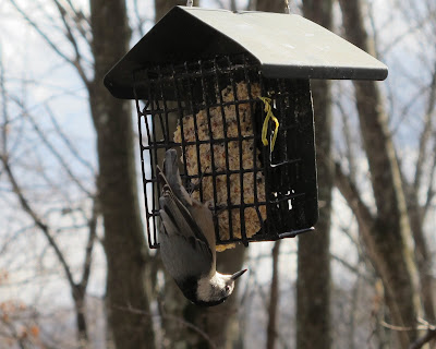 White-breasted Nuthatch, Sitta carolinensis, January 18, 2012, 12:40:53 PM