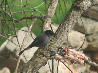 Curruca cabecinegra macho