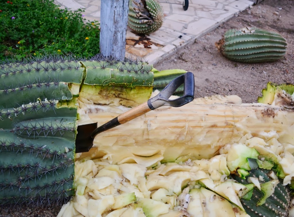 AZ DIY Guy's Projects How to remove a fallen 16' cactus from your back