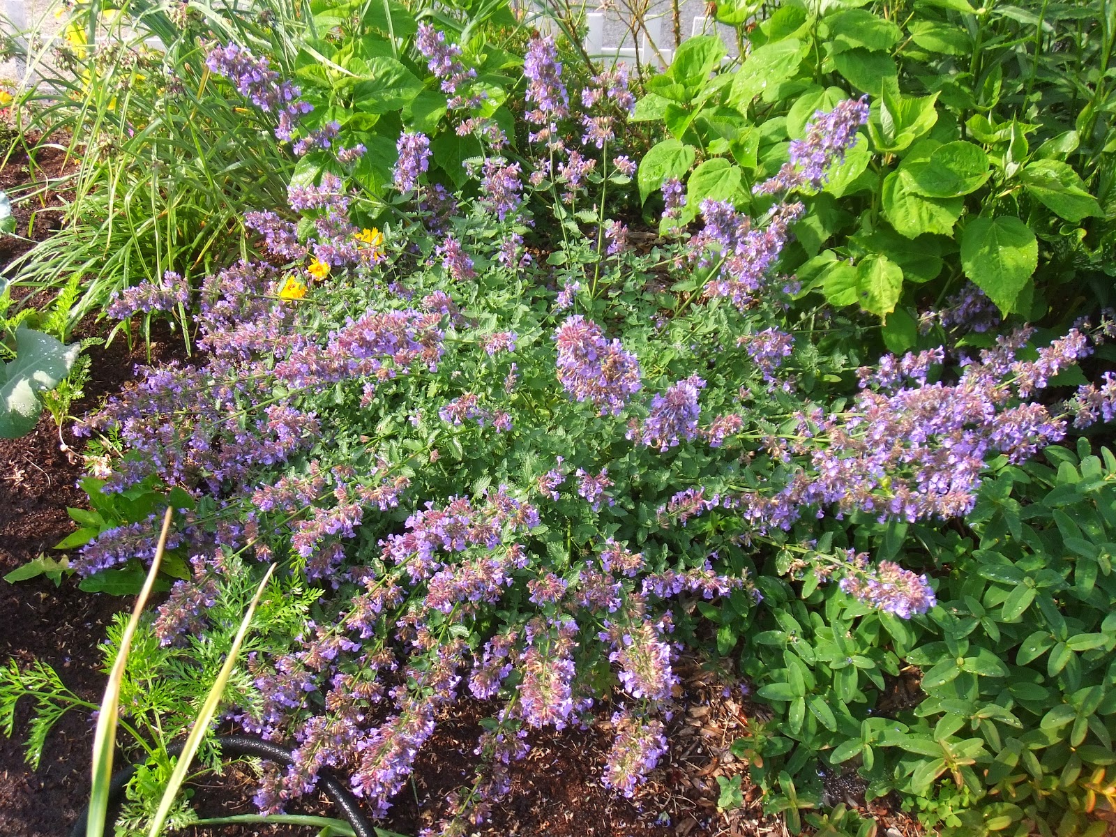 Top Ten Toughest Perennials For Northeast Ohio. Top Ten