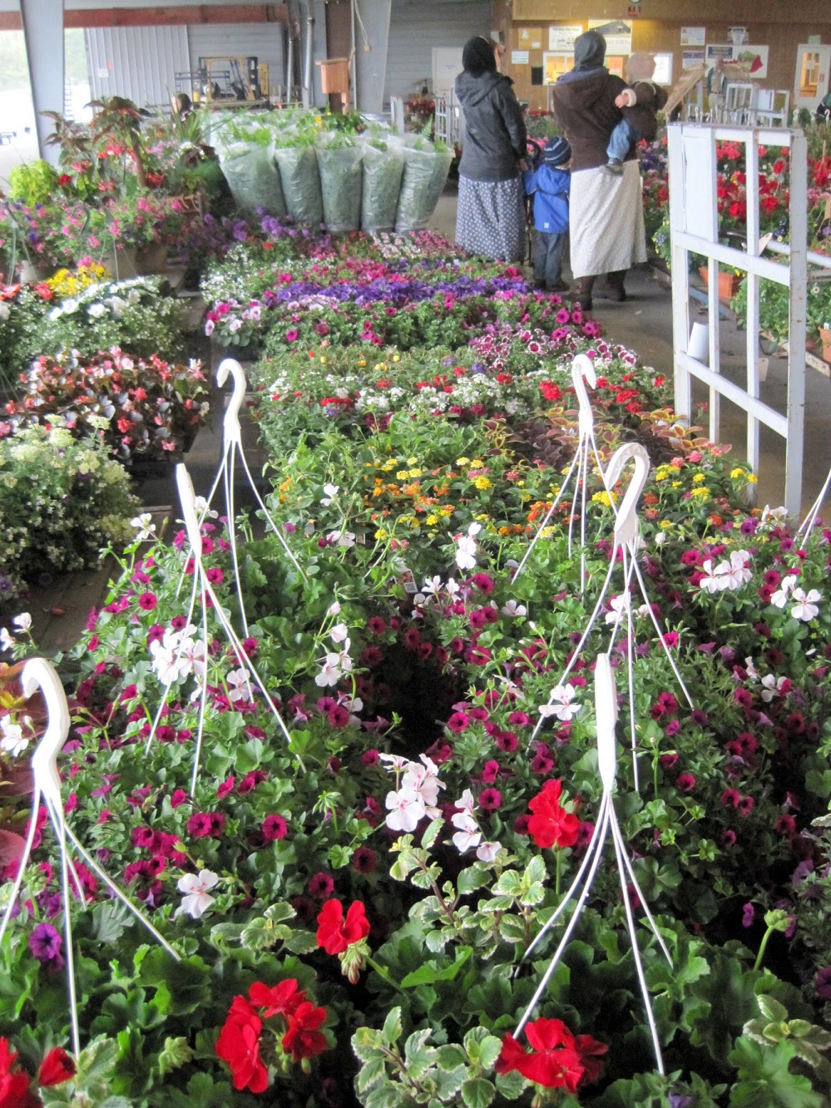 Gone Walkabout 2 Amish Flower Auction