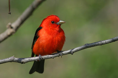 Most Beautiful Birds Most Beautiful Birds