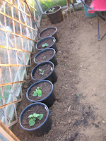 A selection of plants to stay in the greenhouse to bring a little earlier produce