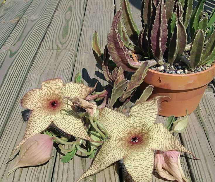 Cactus Hill Adventures Big Smelly Succulent Flowers