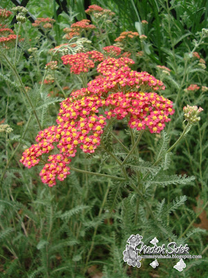 paprika yarrow