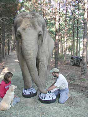 elephant shoes for animals elephant shoes elephant shoes for animals elephant shoes
