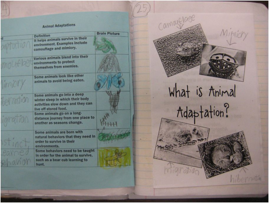 Science Notebooking: Animal Adaptations - Adrienne Teaches