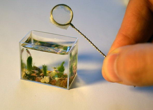 Danish Net Aquarium Terkecil Di Dunia Yang Benar Benar