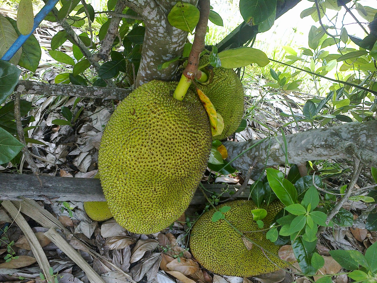 nangka madu