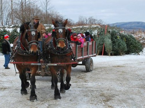 New Hampshire Christmas Trees: It's Christmas Tree Season In New It's Christmas tree season in New Hampshire! - New Hampshire Christmas Trees: It's Christmas Tree Season In New