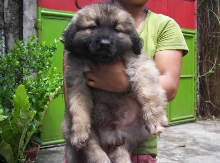 5 things to know about the Russian Bear Dog Your Special Dog