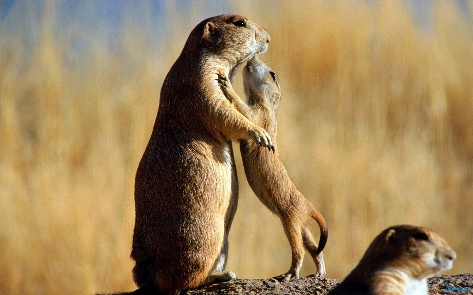 http://4.bp.blogspot.com/-4yUyq8Dy-LI/UERVPgwoqQI/AAAAAAAADUg/3uu_jryGCss/s1600/pet_prairie_dog-1680x1050.jpg