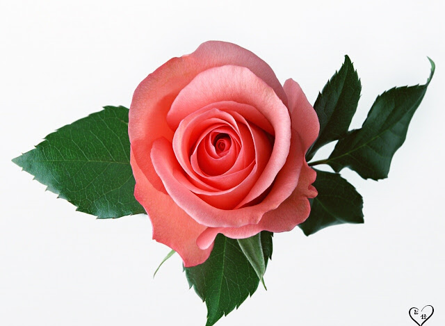 Pink Roses Wallpapers