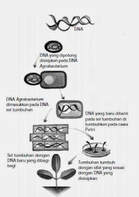 Pemanfaatan Bioteknologi Modern di Berbagai Bidang Kehidupan Telah dijelaskan pada postingan sebelumnya bahwa salah satu ciri dalam bioteknologi mode Pemanfaatan Bioteknologi Modern di Berbagai Bidang Kehidupan