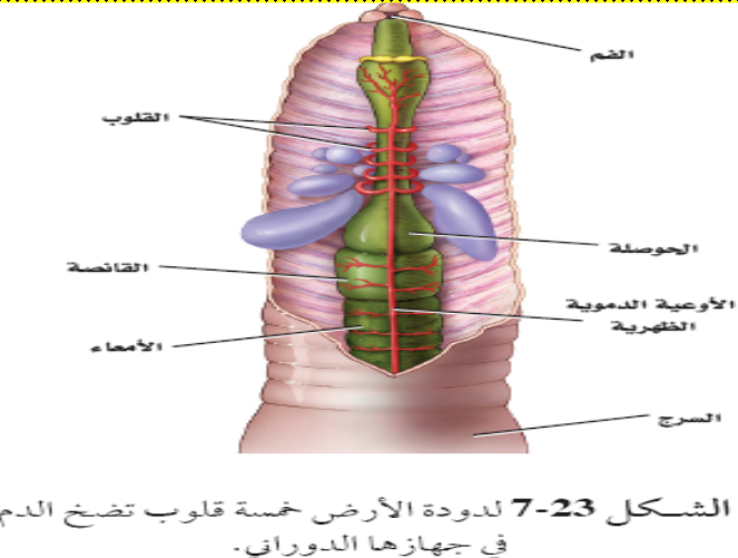 الجسم. في تتركز الحركية مقدمة الديدان العضلات في الأسطوانية الديدان الأسطوانية
