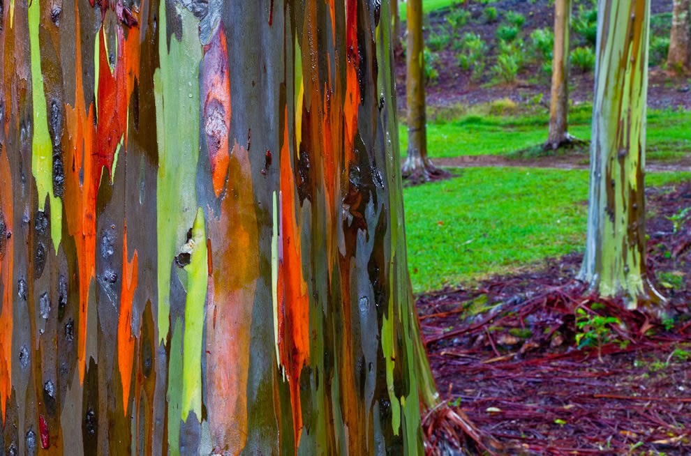 L'eucalyptus arcenciel ! Sweet Random Science