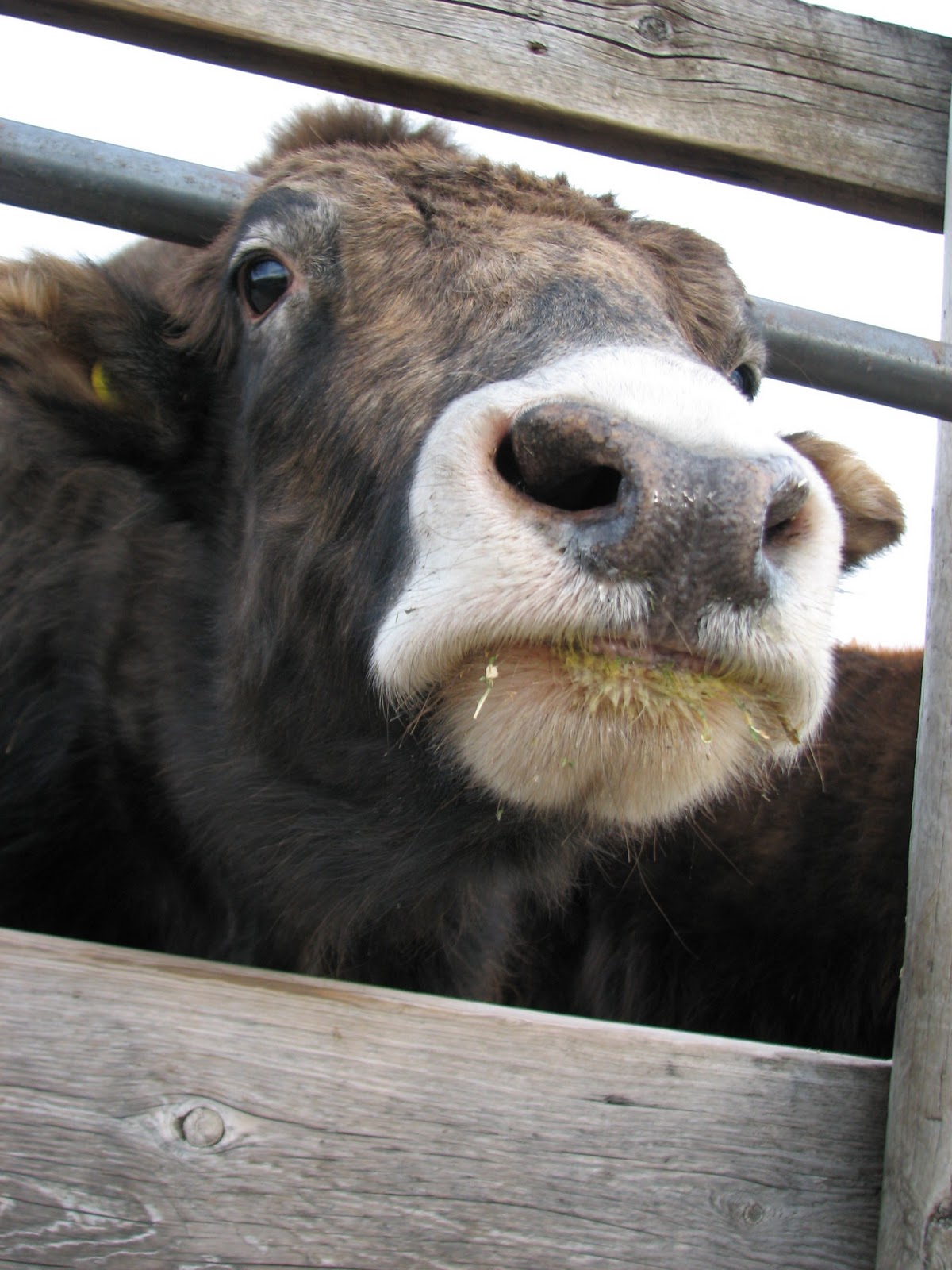 Cute Yak