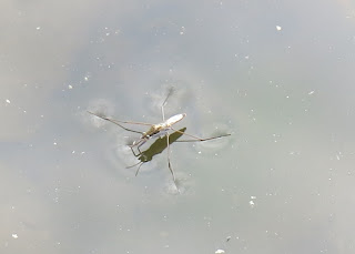 Along came a strider...