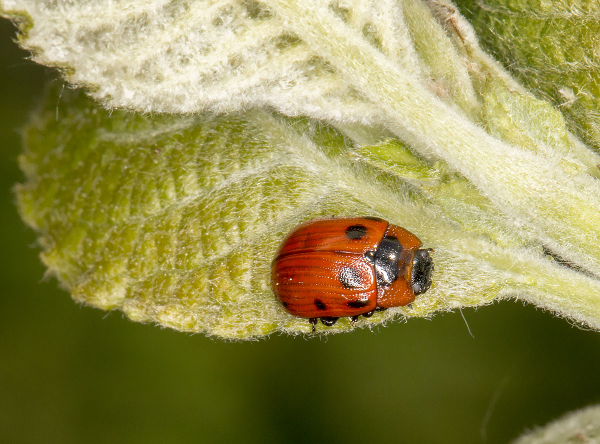 Leaf beetle, Gonioctena viminalis, on Wayfaring-tree, Viburnum lantana. (Black legs.) Burnt Gorse, High Elms Country Park, 5 May 2014. Leaf beetle, Gonioctena viminalis, on Wayfaring-tree, Viburnum lantana. (Black legs.) Burnt Gorse, High Elms Country Park, 5 May 2014.