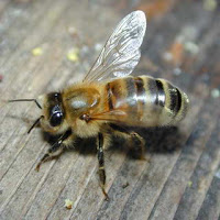 Bee worker