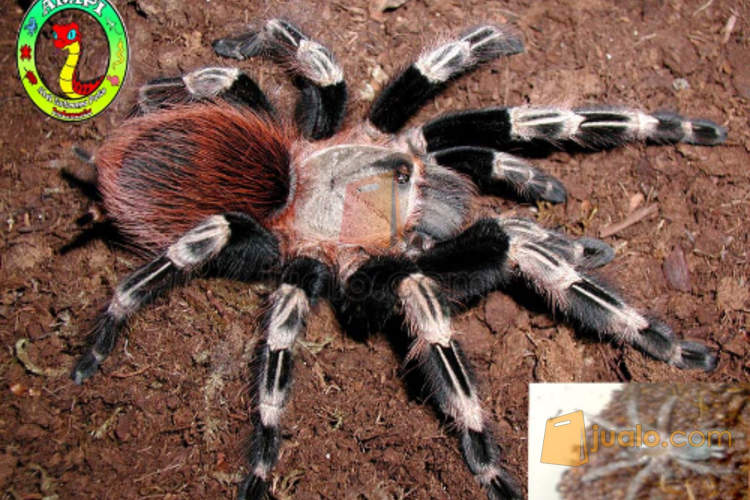 Menjual Bermacam Tarantula sling tarantula nhandu chromatus
