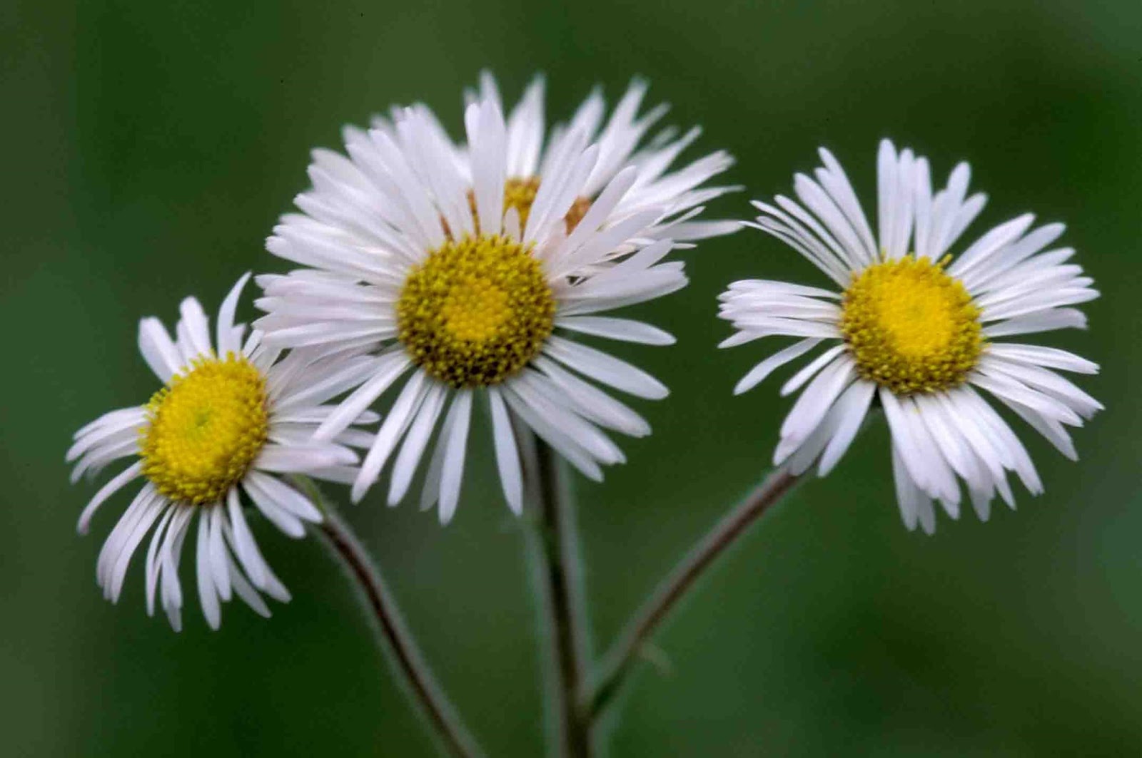 Kentucky Native Plant and Wildlife Plant of the Week Robins Fleabane