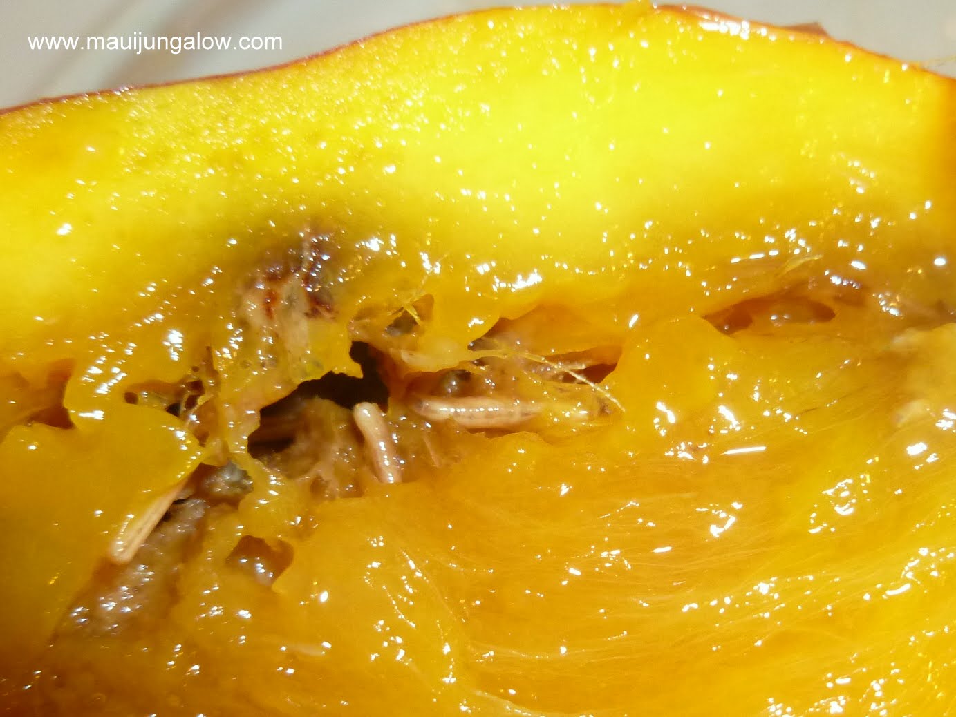 Maui Jungalow Mangoes and Fruit Flies