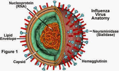 I Virus - h4N2 influenza Structure, Anatomy, RNA
