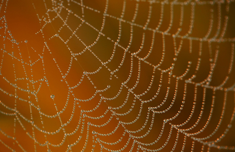 Kathleen Clemons Photography Photographing Spider s