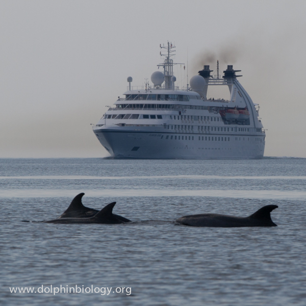 dolphin cruise near me