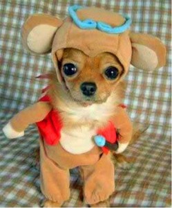 Doggy Halloween Costumes