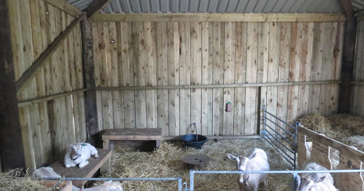 CraigardCroft West Highlands too hot for goats