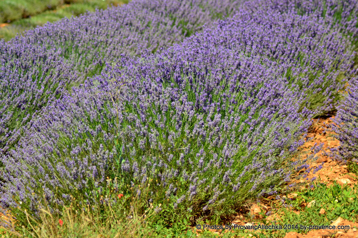 Lavande 2014,plateau valensole,© Ala Zhurak-Tolari plateau valensole 2014
