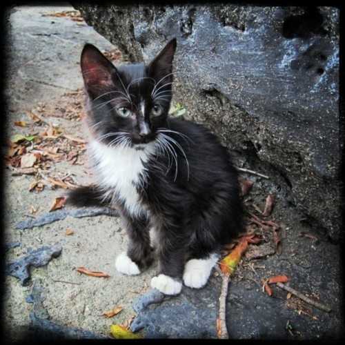 O gatinho de Cora Rónai - Grupo Amanhã