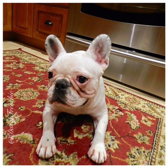 Daisy The French Bulldog Tasty Tuesday Super Easy Bulldog Bacon