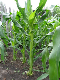 1 июля, кукуруза после удаления пасынков