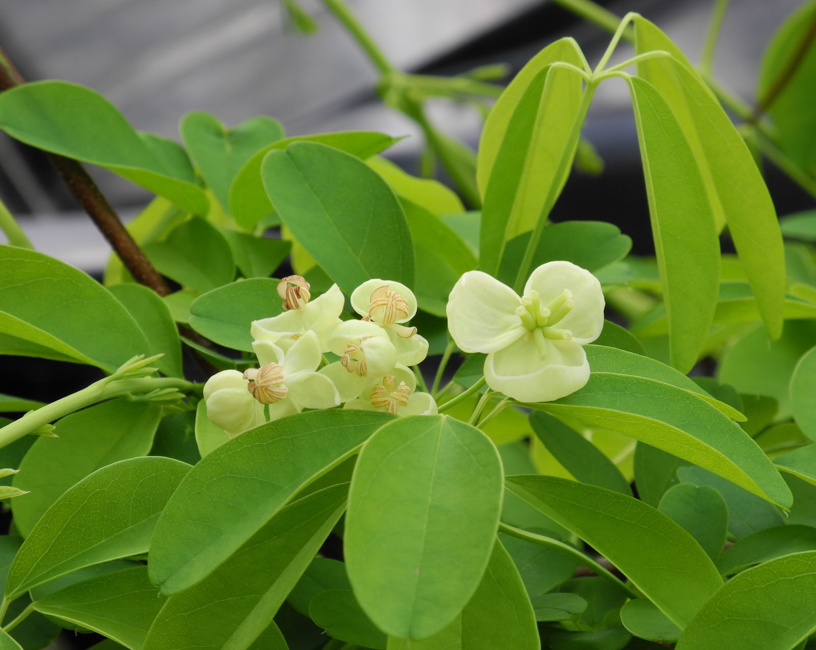 The Phytophactor: November 2012