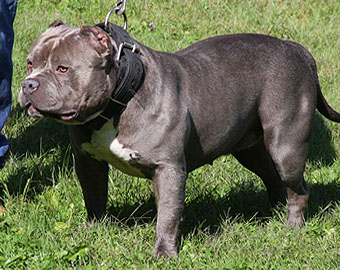American Pitbull Terrier American Pitbull Terrier