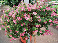 Anisodontea capensis