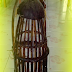 BUBU
