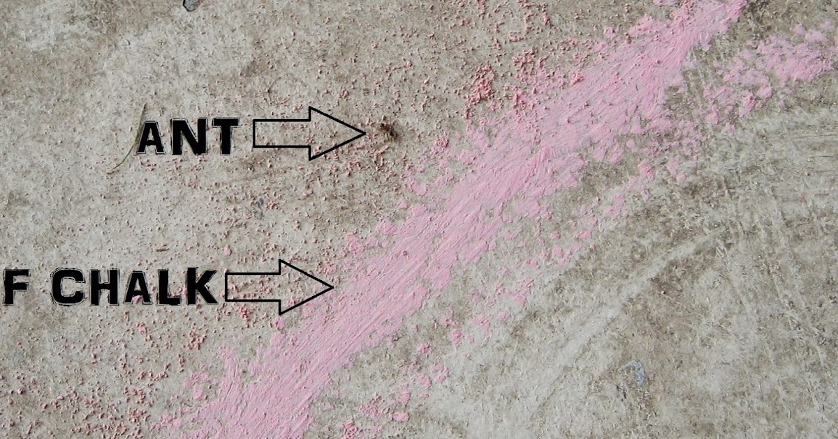 Almost Unschoolers Summer Science Will Ants Cross a Line of Chalk?