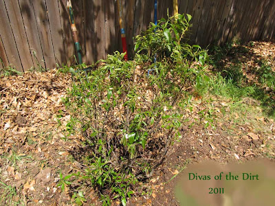 Divasofthedirt,southern wax myrtle 2